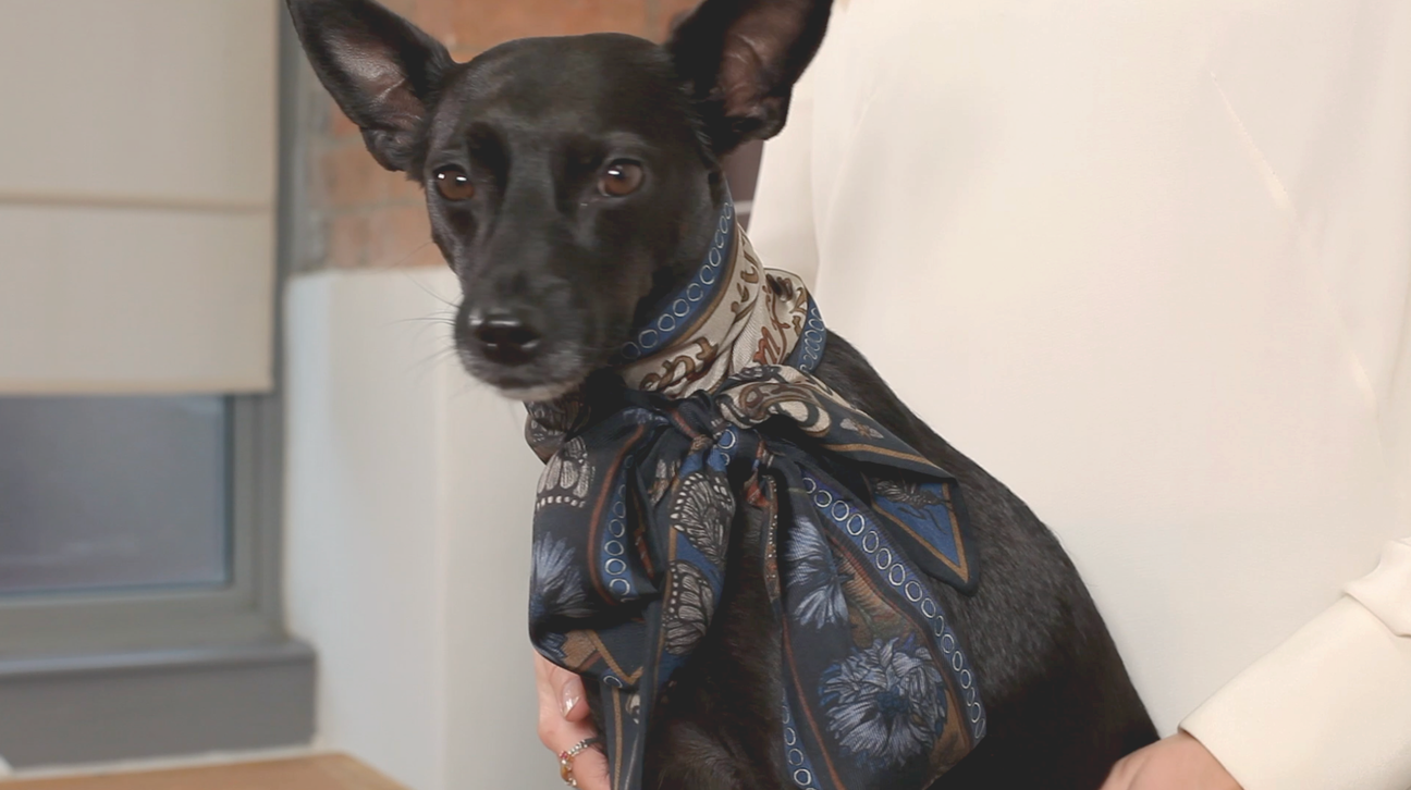 How to tie the Best-In-Show Bow